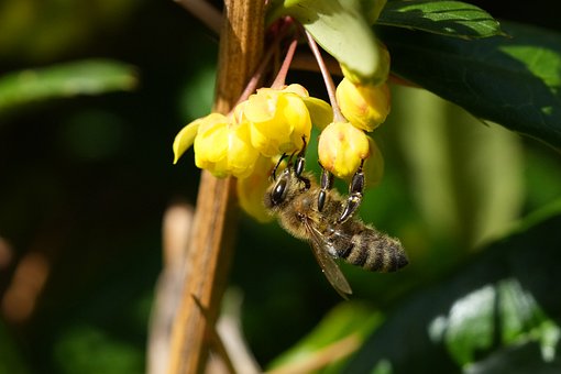 Bienee, Blume, Nektar, Makro, Frühling