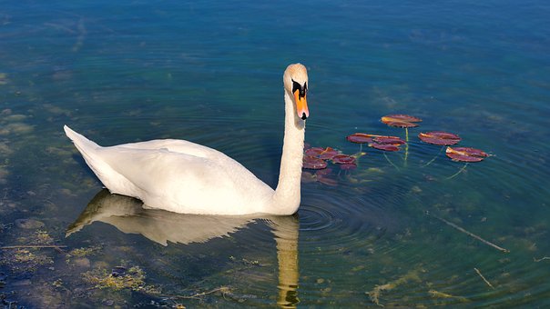 Labuť, Jezero, Vodní Pták, Peří, Plavání