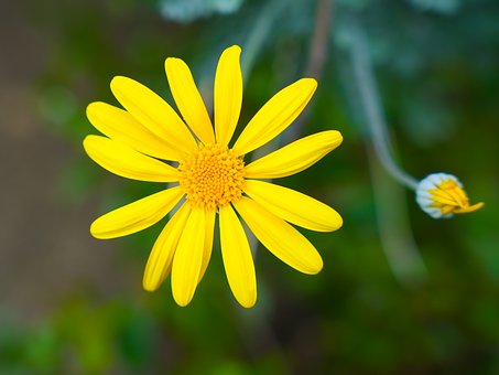 Free Yellow Flower Daisy photo and picture