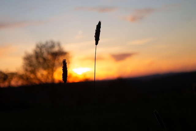 Silhueta, Pôr Do Sol, Gramíneas, Campo