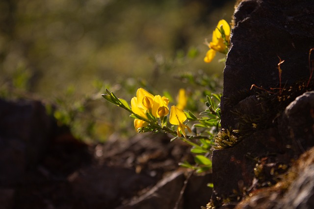 Genista, Flores Amarelas, Florada