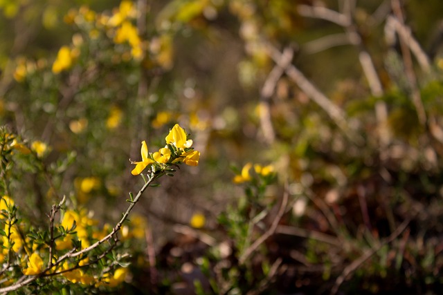 Flor, Amarelo, Botão, Natureza, Macro
