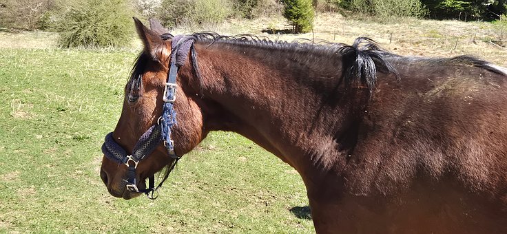 Pferd, Tier, Weide, Kopf, Zaumzeug