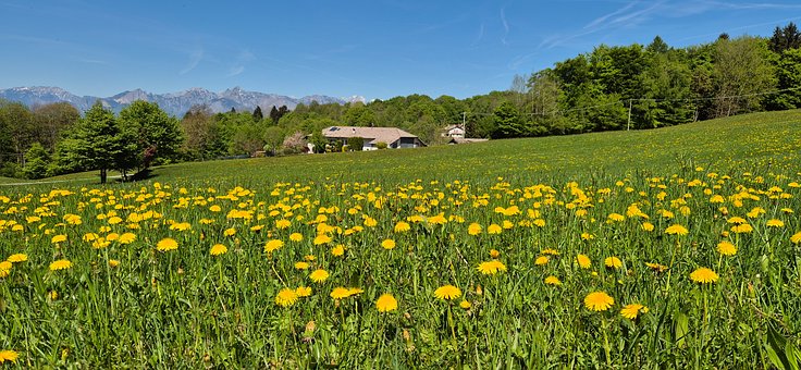 Löwenzahn, Wiese, Frühling, Natur, Berge
