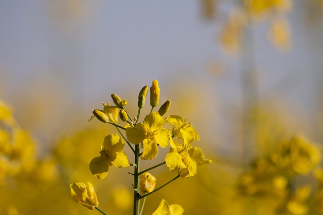 Colza, Flor, Campo, Natureza, Amarelo