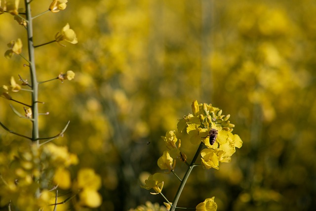Colza, Campo, Amarelo, Natureza, Abelha