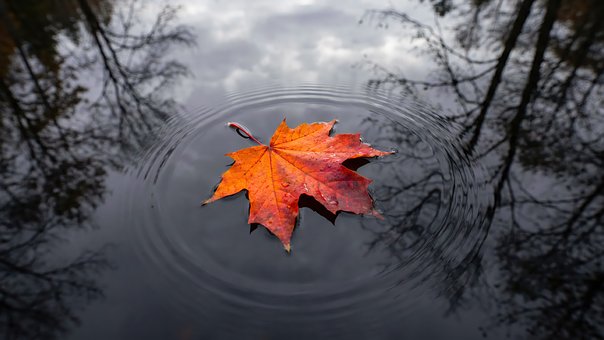Blad, Macro, Herfst, Reflectie, Water