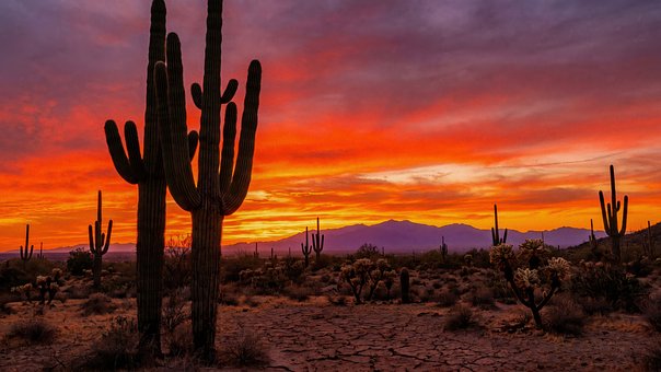 Cactus, Woestijn, Zonsondergang, Arizona