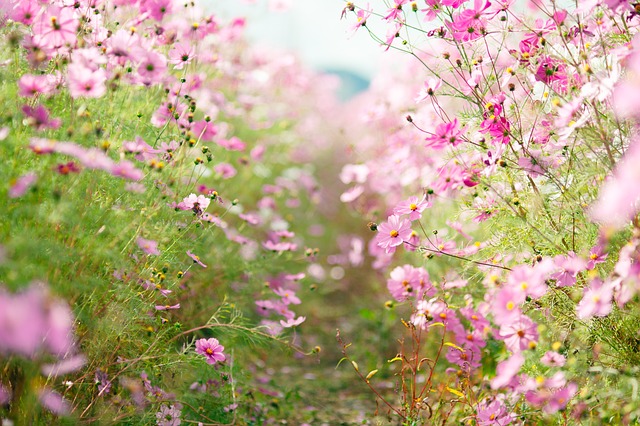 Free Pink Flowers Cosmos Field photo and picture