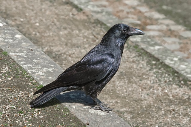 Free Crow Black photo and picture
