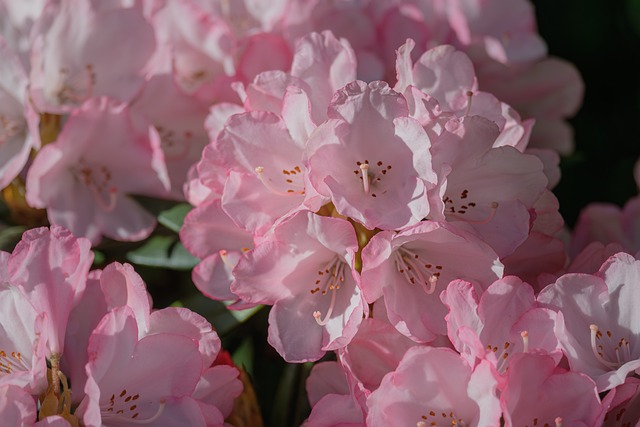 Azalea Spring Garden Ornamental - Free photo on Pixabay