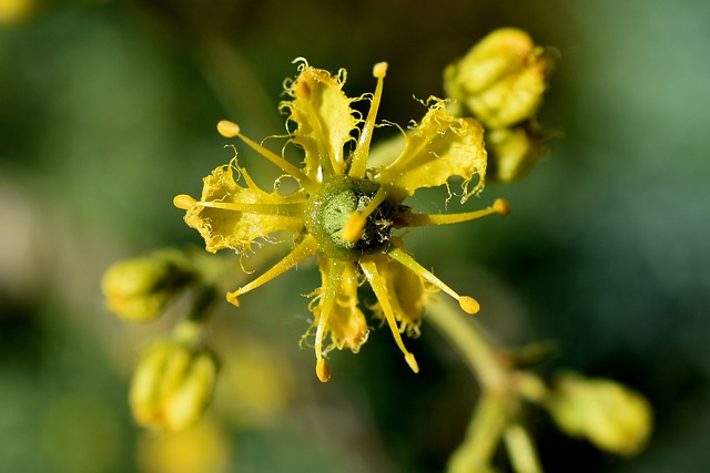 Fleur Ruda Más de 40 000 imágenes gratis de La Ruda Planta y Ruda - Pixabay