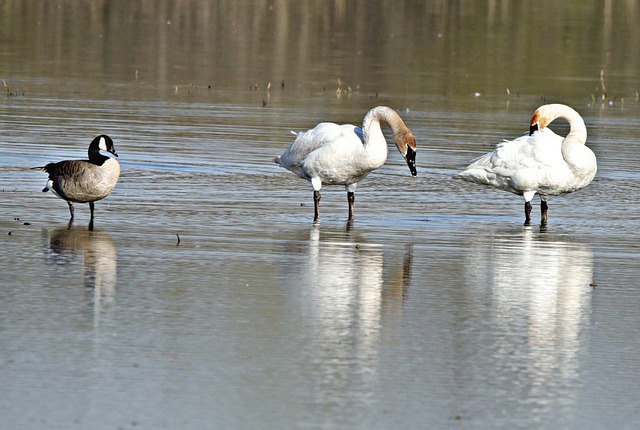 Free Swans Bird photo and picture