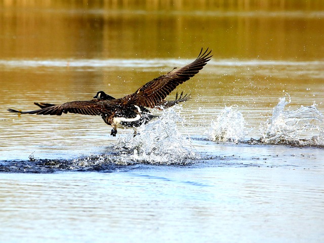 Free Geese Birds photo and picture