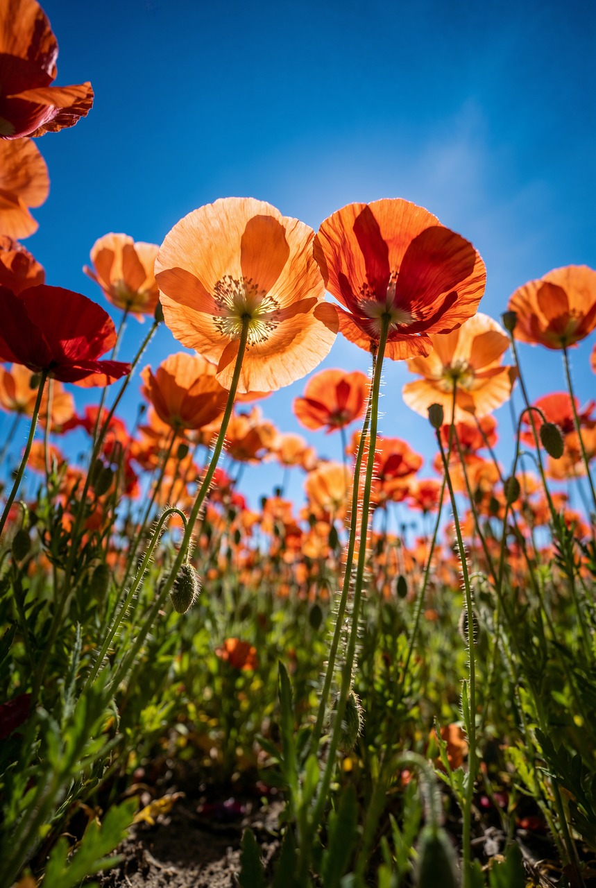 Poppy Field Blue Sky Summer - Free photo on Pixabay