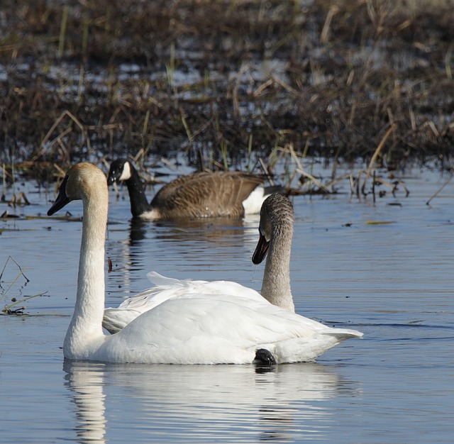Free Swans Lake photo and picture