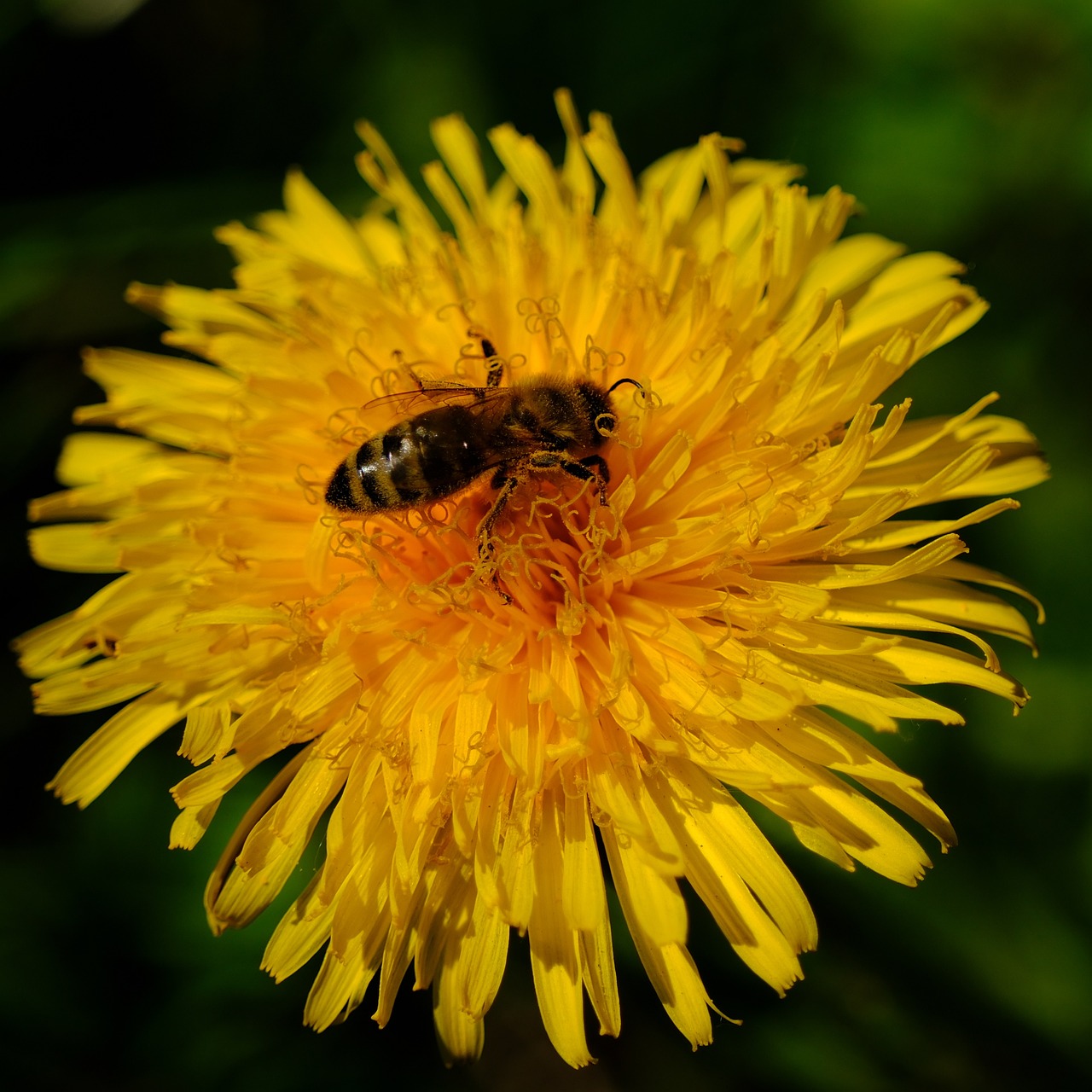 Bee Flower Pollination - Free photo on Pixabay