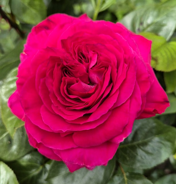 Free Rose Red photo and picture