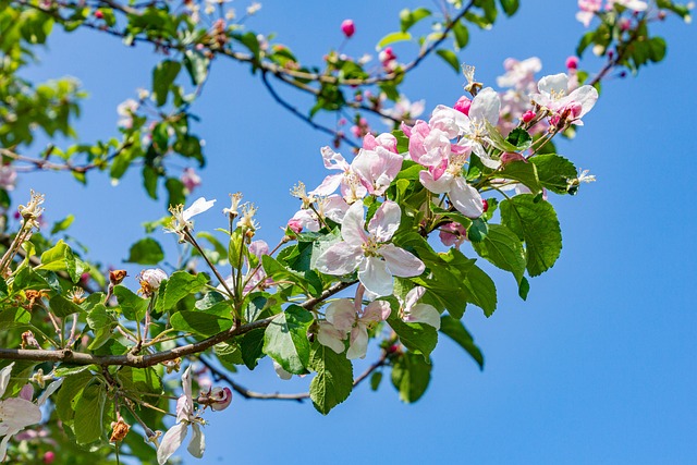 Flores, Manzano, Primavera, Naturaleza