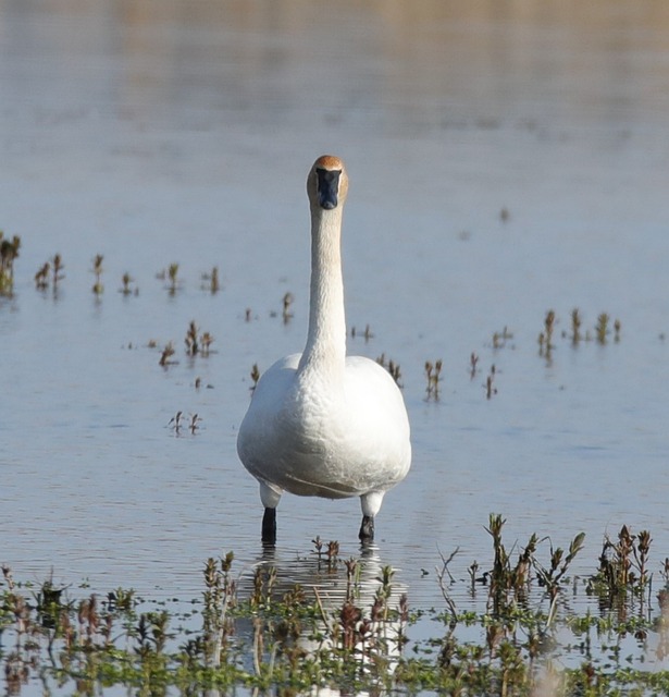 Free Bird Swan photo and picture