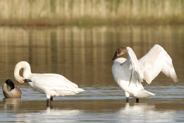 Free Swan Bird photo and picture