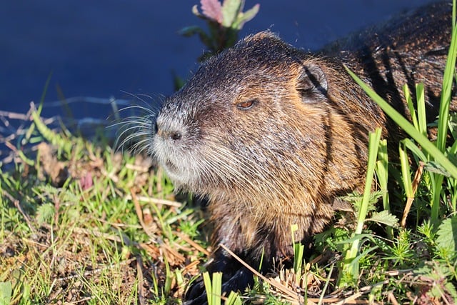 Nutria River Rodent - Free photo on Pixabay