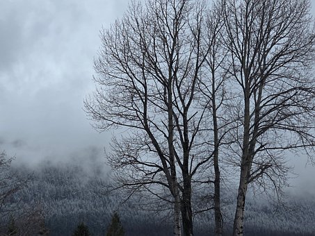 Free Winter Tree photo and picture