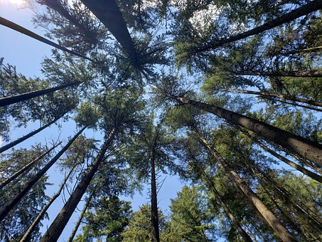 Free Forest Trees photo and picture