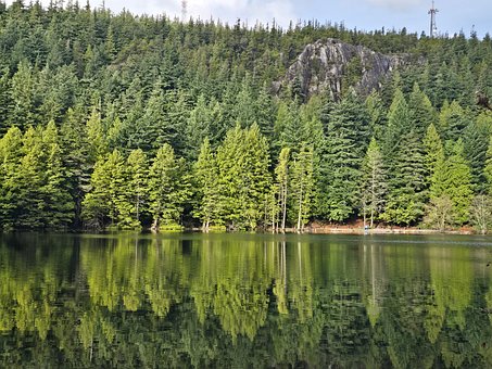 Free Forest Lake photo and picture