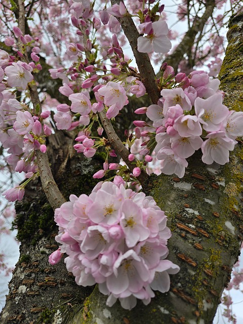 Free Nature Spring photo and picture