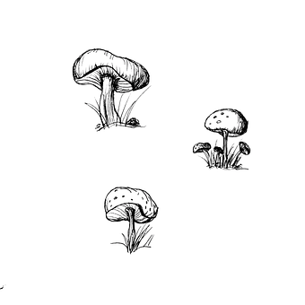 Hongos, Bosque, Otoño, Naturaleza, Seta