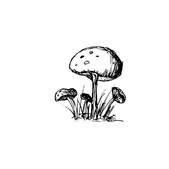 Hongos, Boceto, Dibujo, Naturaleza