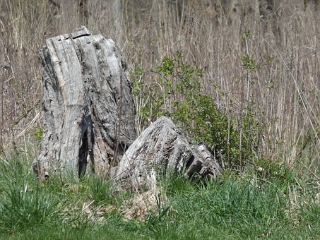 Naturaleza, Tocón, Bosque, Paisaje