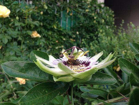 Floare, Floare De Pasiune, Natură