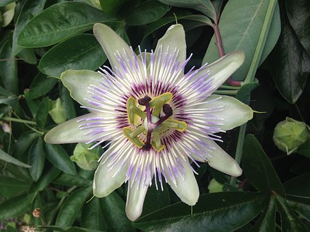 Floare, Passiflora, Fructul Pasiunii