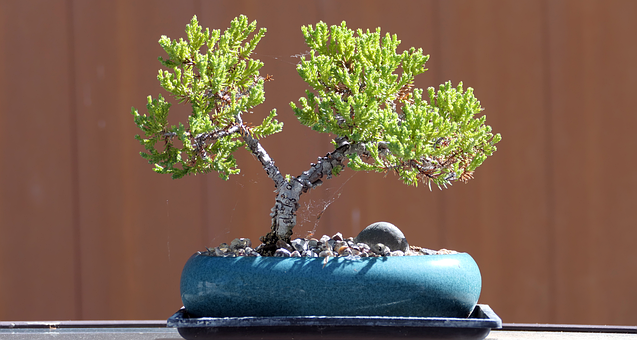 Free Bonsai Tree photo and picture
