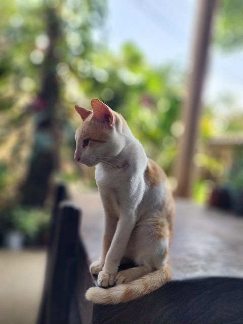 Free Cat Animal photo and picture