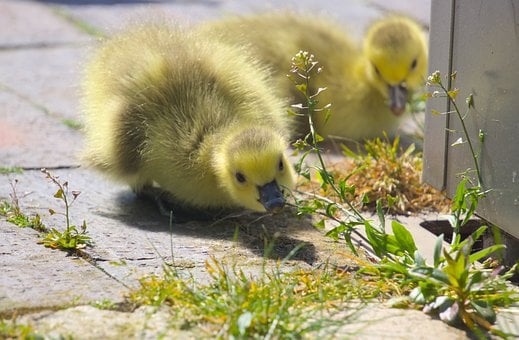 Gås, Unge, Gul, Fluffy, Farverig, Natur