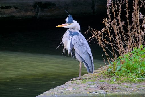 Hejre, Fugl, Natur, Dyreliv, Fjer, Kanal