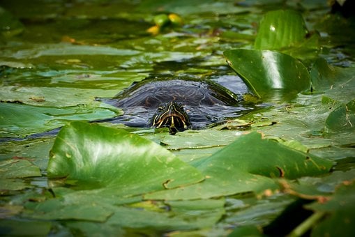 Free Turtle Water Lily photo and picture