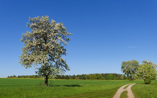 Strom, Jaro, Příroda, Kvetení