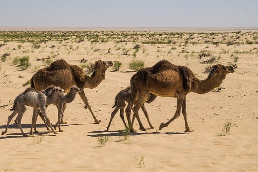 Free Tunisian Desert photo and picture