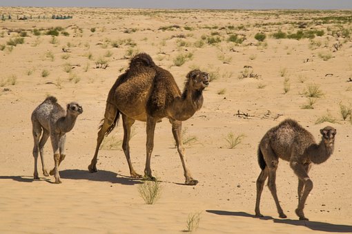 Free Dromedary Desert photo and picture