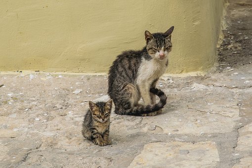 Free Kittens Street photo and picture