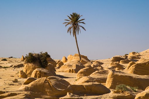 Free Desert Palm Tree photo and picture