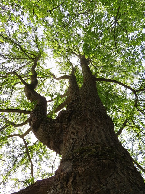 Gingko, Træ, Krone, Træstamme, Blade