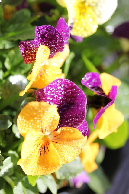 Blomst, Lilla, Gul, Dug, Forårsblomster