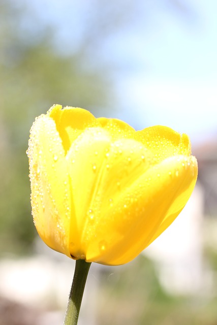 Gul Tulipan, Dugdråber