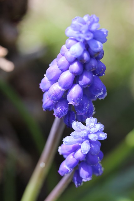 Blomster, Forår, Natur