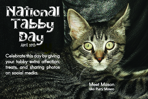Free Cat Animal photo and picture